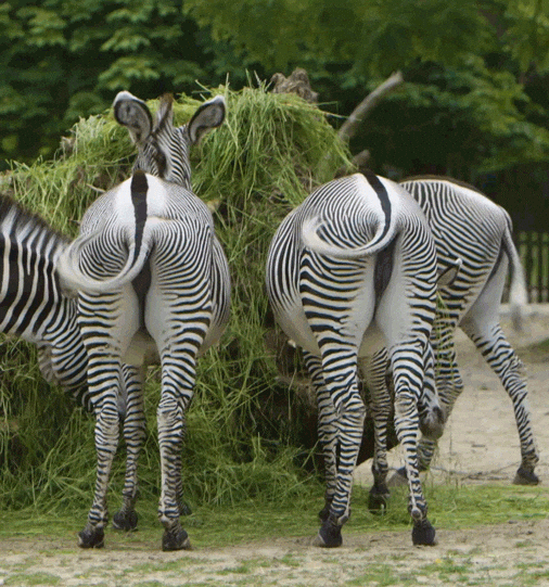 Zebra Duo Flapping Its Tails While Eating GIF