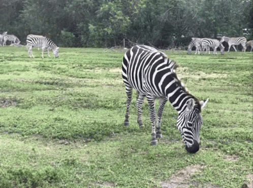 Zebra Eating The Grass GIF
