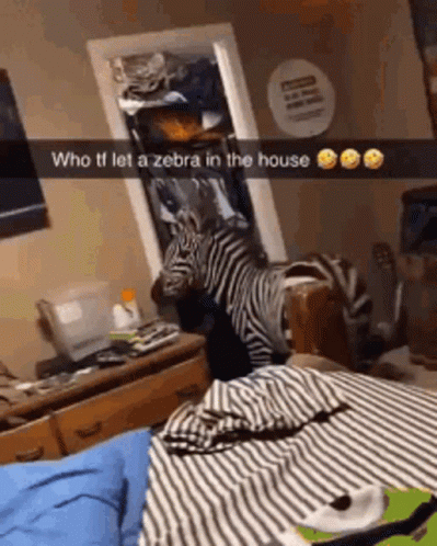 Zebra Getting Caught Inside The House GIF