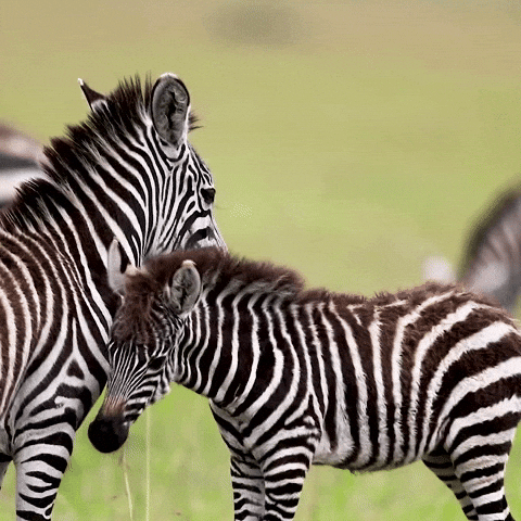 Zebra Getting Touchy With One Another GIF