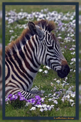 Zebra Laying Down By The Flowers GIF