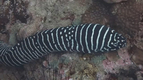 Zebra Moray Eel GIF