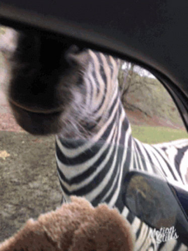 Zebra Opening Its Mouth Wide For Food GIF