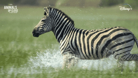 Zebra Running On The Water GIF