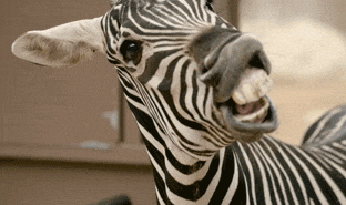 Zebra Showing Off Its Teeth GIF