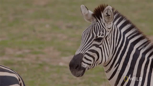 Zebra Slow Look Back GIF