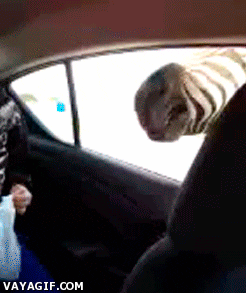 Zebra Snatching Food From The Kid GIF