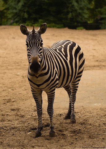 Zebra Standing And Staring GIF