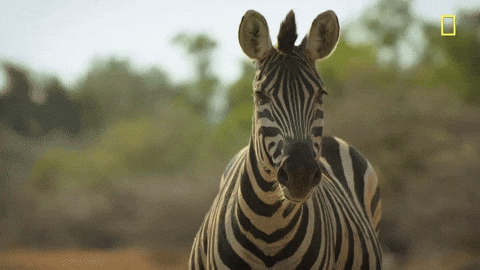Zebra Staring And Flapping Its Tails GIF