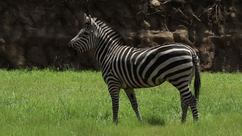Zebra Staring Then Eating Grass GIF