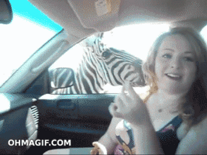 Zebra GIF