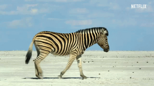 Zebra Walking In The Dessert GIF