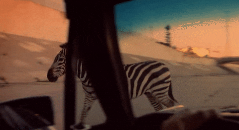 Zebra Walking On The Streets GIF