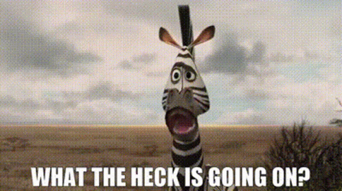 Zebra with Mouth Open Saying What The Heck