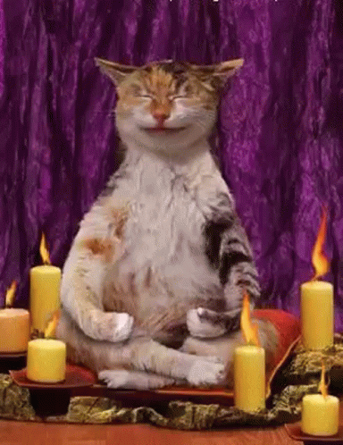 Zen Tabby Cat Meditation GIF