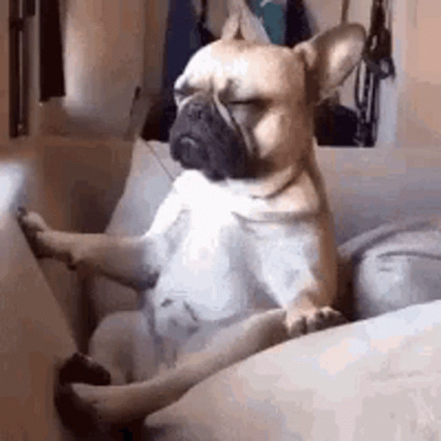 Zen French Bulldog Meditation GIF