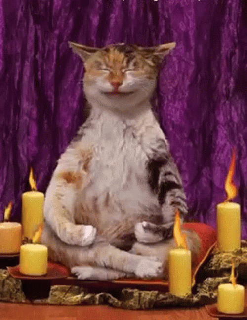 Zen Tabby Cat Meditation GIF