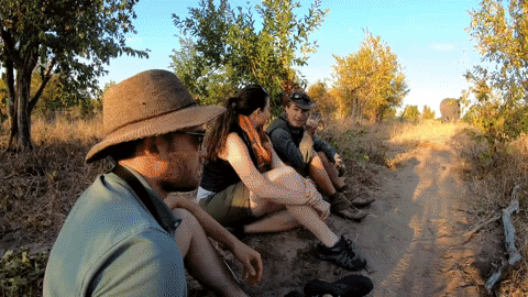 Zimbabwe Africa Safari GIF