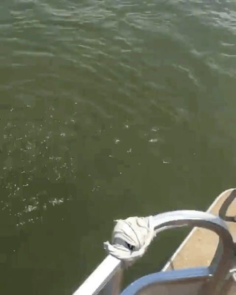 Zimbabwe Crocodile GIF