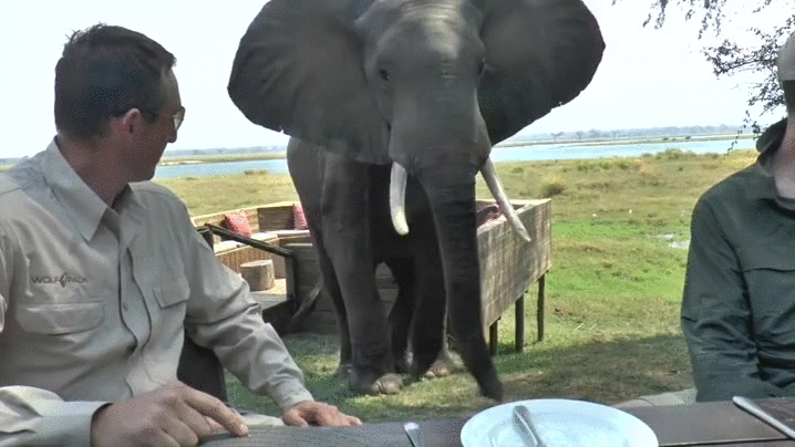 Zimbabwe Elephant Charges At Humans GIF