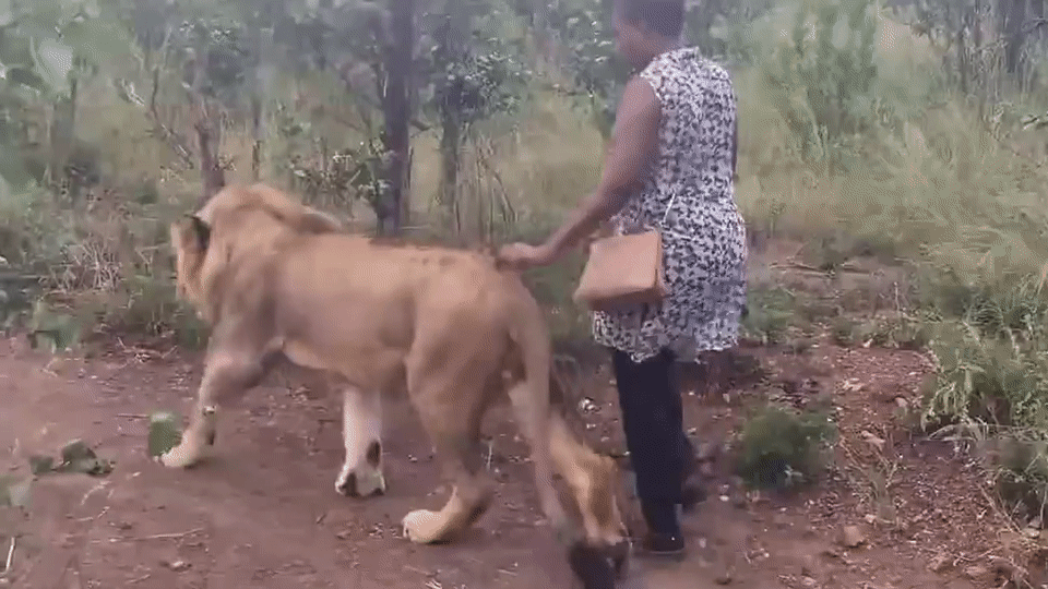 Zimbabwe Walking With Lion GIF