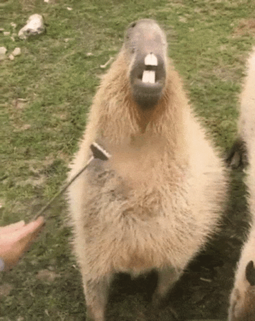 Capybara Gif File 14386kb GIF