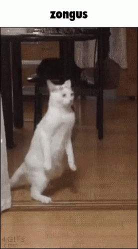 Zongus GIF