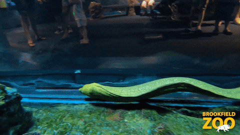 Zoo Marine Eel GIF