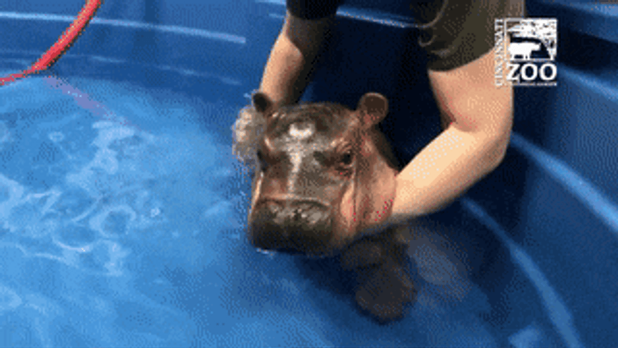Zookeeper Caring For Baby Hippopotamus GIF