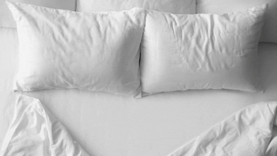 Zoom Background White Bed Spiders GIF