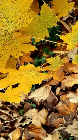 Zoom In Of Fall Leaf GIF