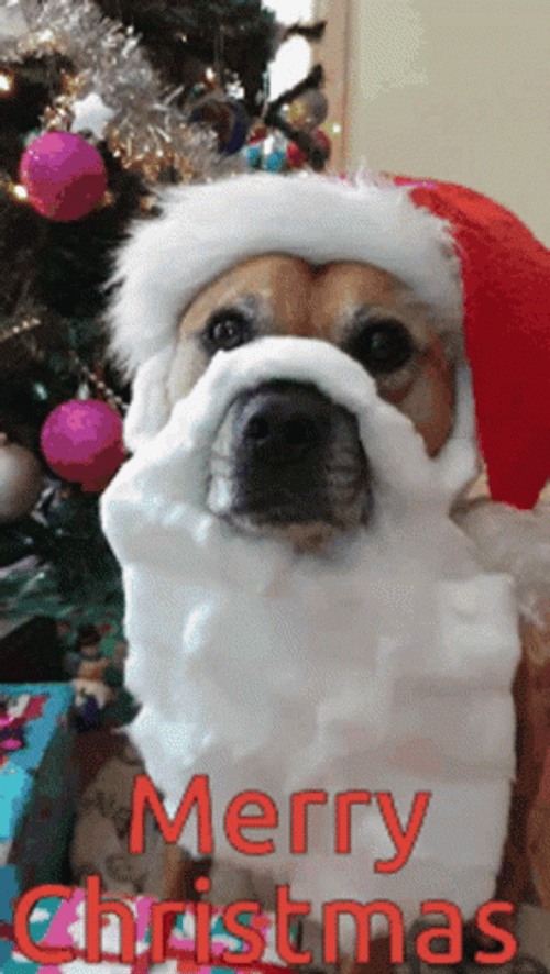 Zoom In Santa Claus Christmas Dog GIF