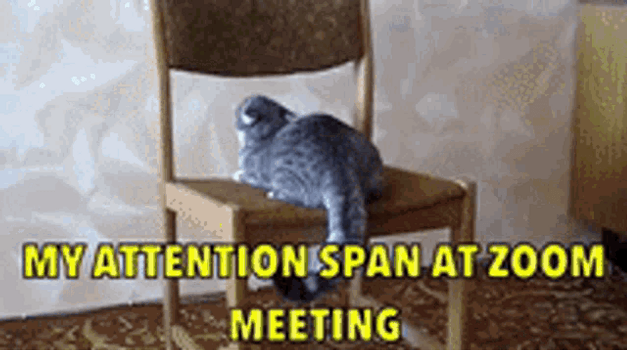Zoom Meeting Attention Span GIF