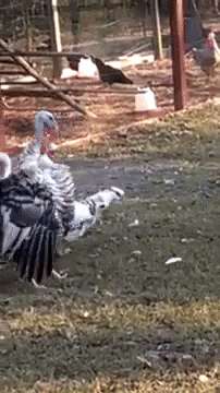 Two Good Morning Turkey Playing Together
