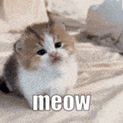 001Dz Meow GIF