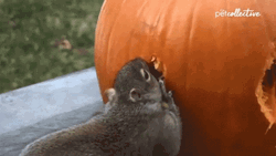 2 Broke Squirrel Meme GIF