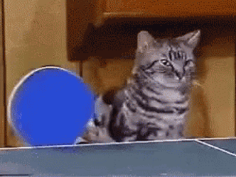 2 Cats Playing Table Tennis GIF