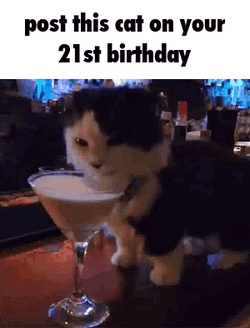 21St Birthday Cat Drinking Liquor From Glass GIF
