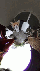 360 Camera Over Cat Meow GIF