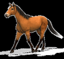 3d Animated Horse Walking