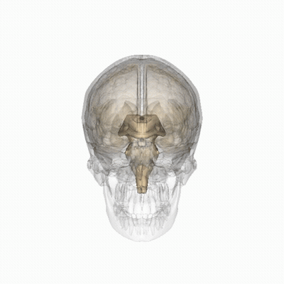 3D Human Skull With Highlighted Brain GIF