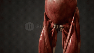 3D Man's Torso With Muscles And Bones GIF