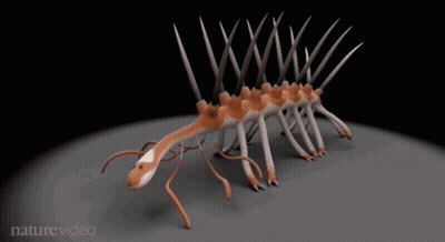 3D Worm With Nature Video Text GIF