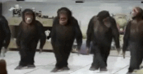 4 Monkey Foot Dancing Synchronous GIF