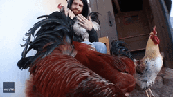 4 Rooster Crowing With Guy In Black Jacket GIF