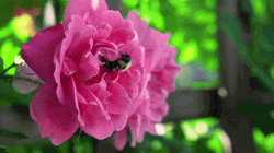 4k Nature Pink Flower