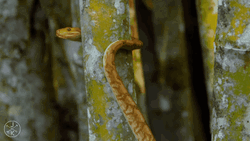 4k Nature Snakes