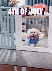 4Th Of July Funny Dog Costume Upright Walking GIF