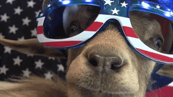 4th Of July Funny Goat American Helmet Goggles