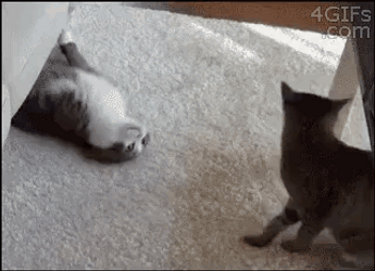 5 Year Work Anniversary Little Cats GIF